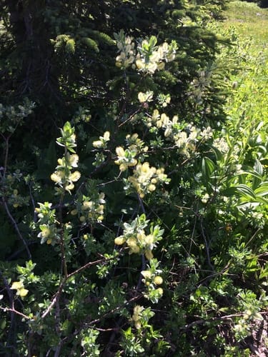 Salix commutata (Undergreen Willow) — photo