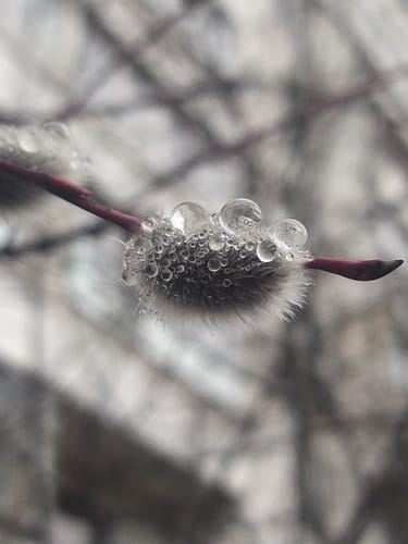 Salix daphnoides (Violet willow) — photo