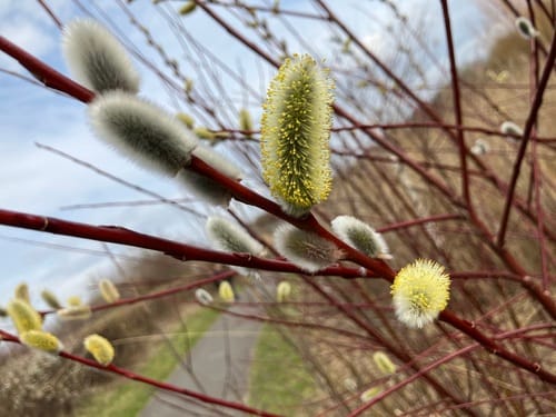 Salix daphnoides (Violet willow) — photo
