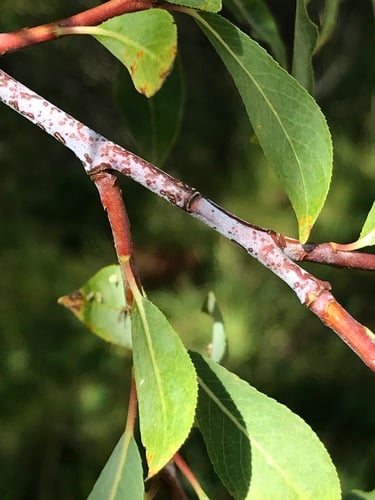 Salix daphnoides