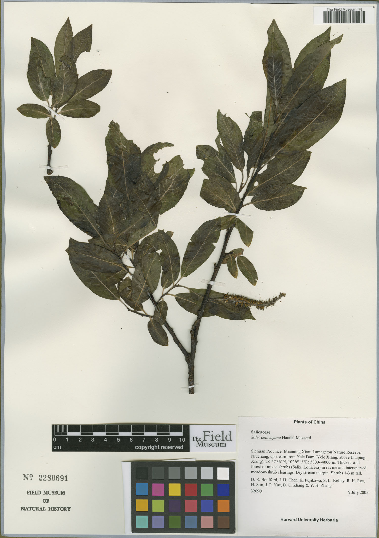 Salix delavayana — photo