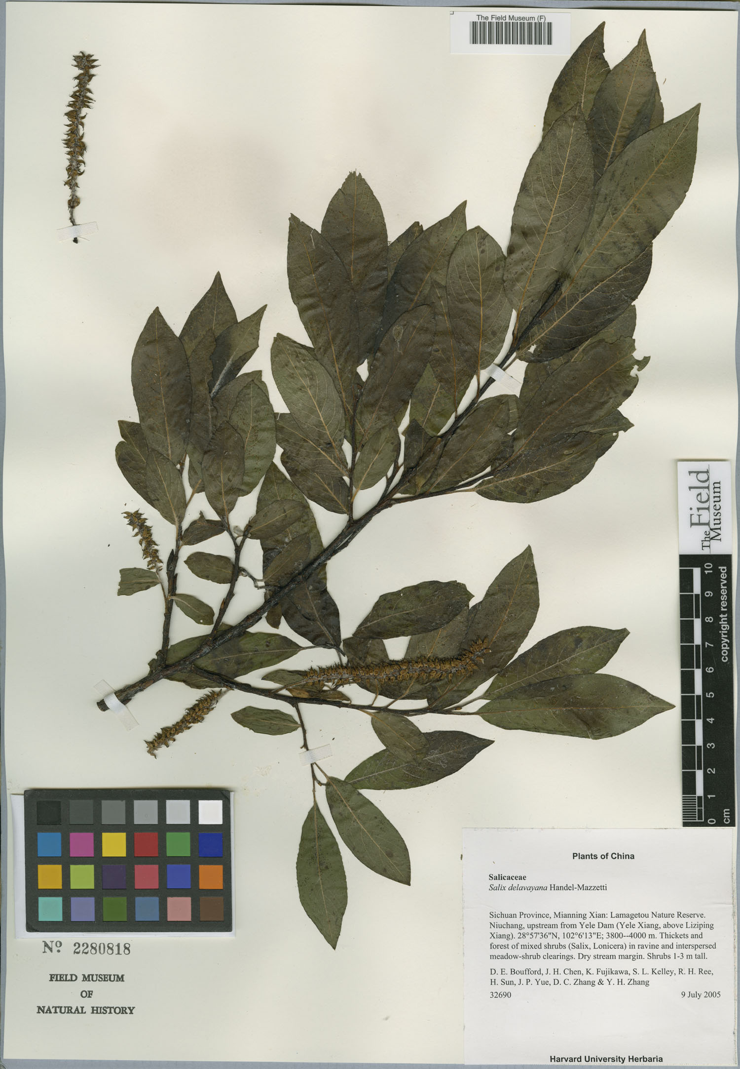 Salix delavayana