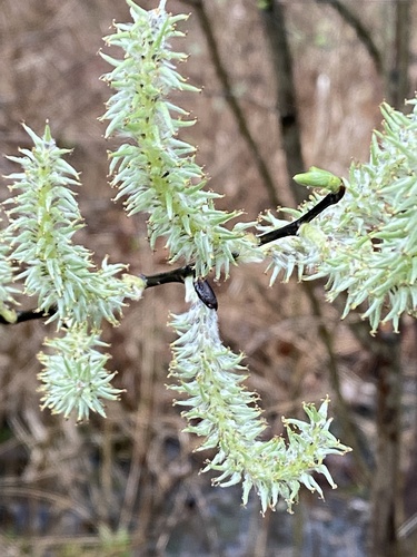 Salix discolor (Pussy willow) — photo