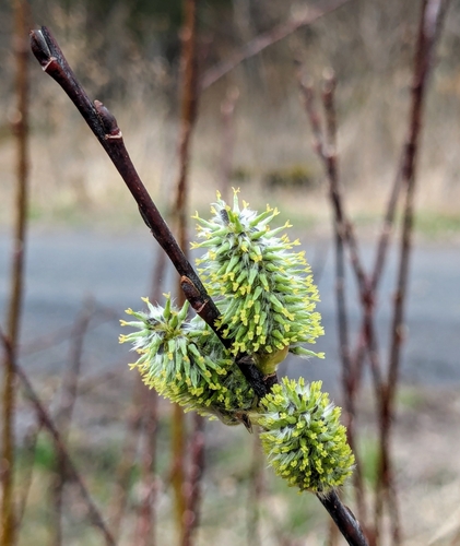 Salix discolor (Pussy willow) — photo
