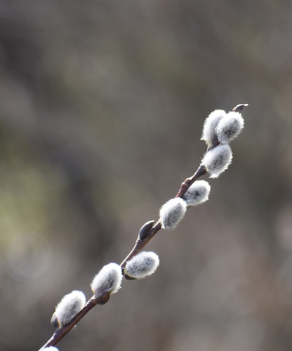Salix discolor