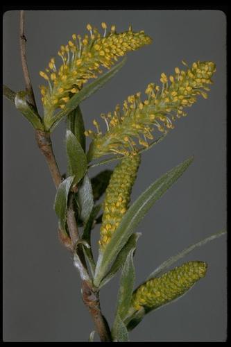Salix exigua var. hindsiana (Hind's willow) — photo