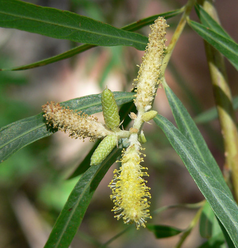 Salix exigua var. hindsiana (Hind's willow) — photo
