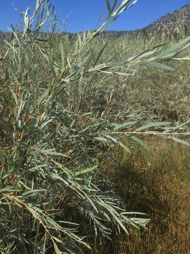Salix exigua var. hindsiana