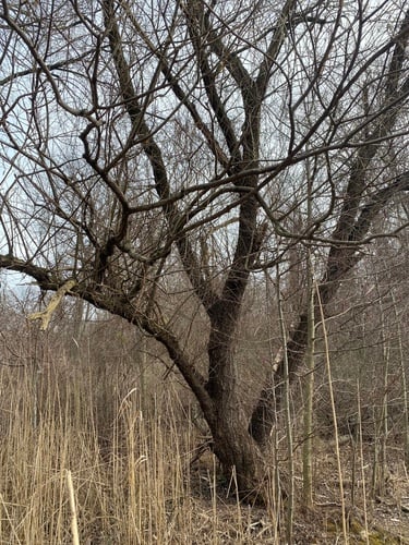 Salix fragilis