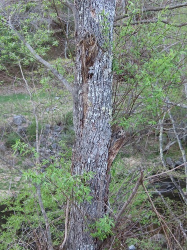 Salix gilgiana (Kawa-Yanagi) — photo