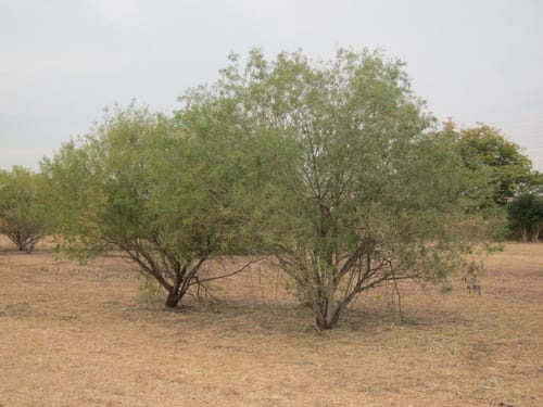 Salix gilgiana (Kawa-Yanagi) — photo