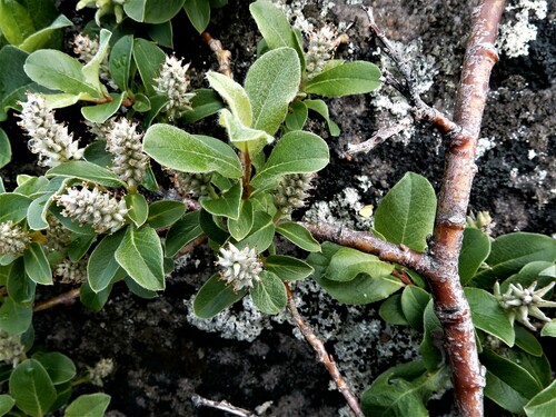 Salix glauca (Blue-green willow) — photo