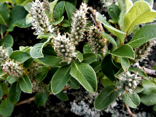 Salix glauca (Blue-green willow) — photo