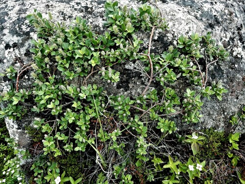Salix glauca