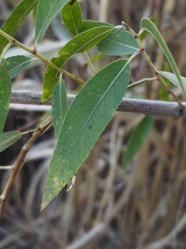 Salix gooddingii (Goodding's willow) — photo