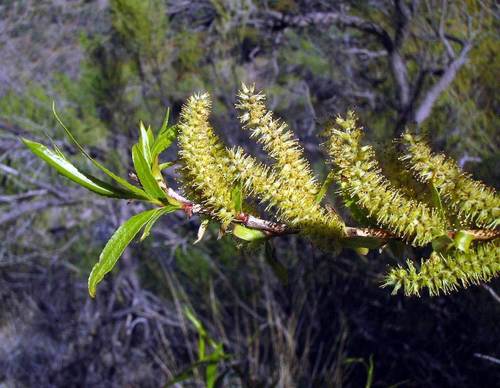 Salix gooddingii (Goodding's willow) — photo