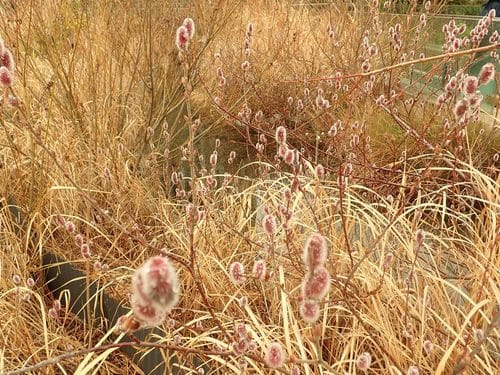 Salix gracilistyla (Rosegold pussy willow) — photo