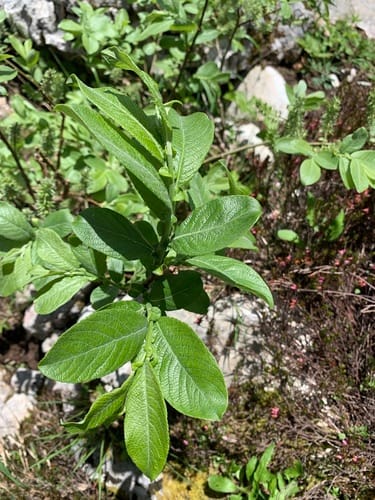 Salix hastata (Halberd-leaved willow) — photo