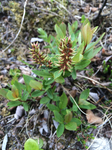 Salix hastata