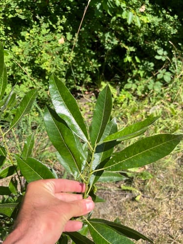 Salix hookeriana (Dune willow) — photo