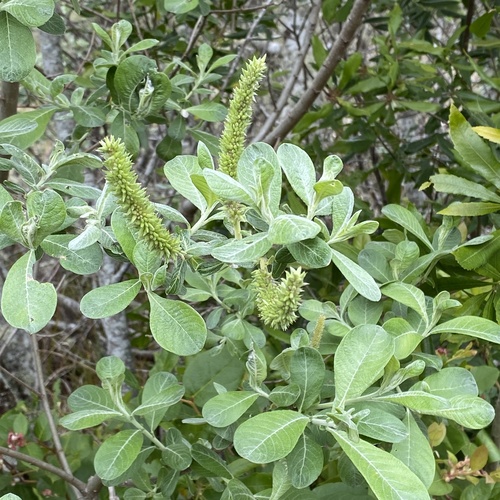 Salix hookeriana