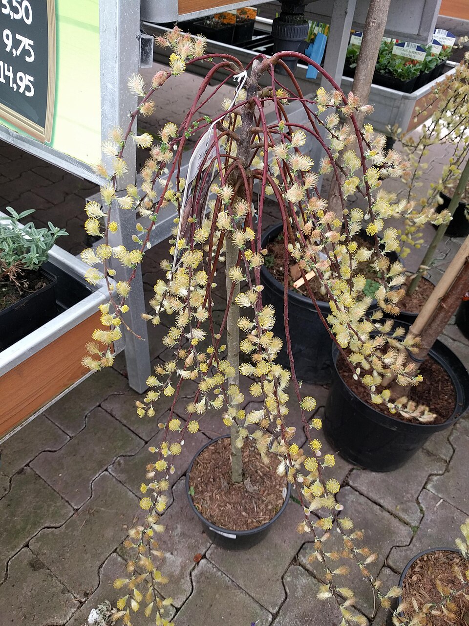 Salix japonica