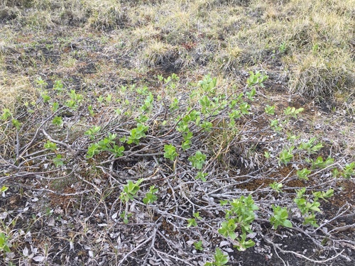 Salix lanata (Woolly willow) — photo