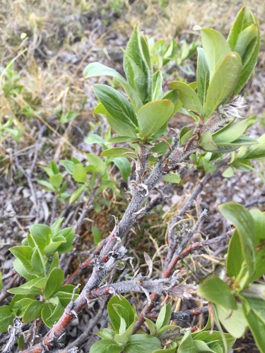 Salix lanata (Woolly willow) — photo