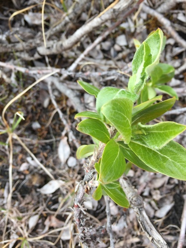 Salix lanata
