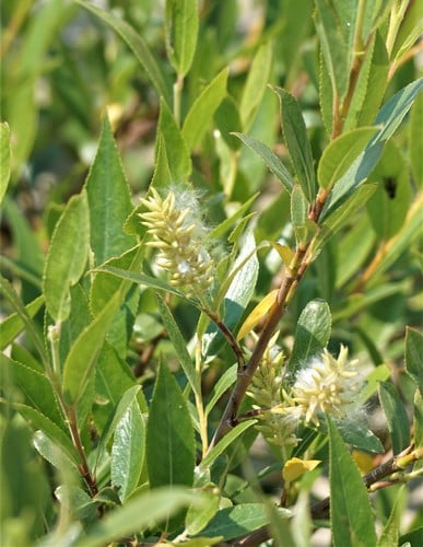 Salix lucida subsp. lasiandra (Yellow willow) — photo