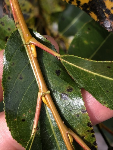 Salix lucida subsp. lasiandra (Yellow willow) — photo