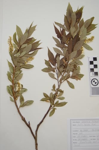 Salix lucida subsp. lasiandra