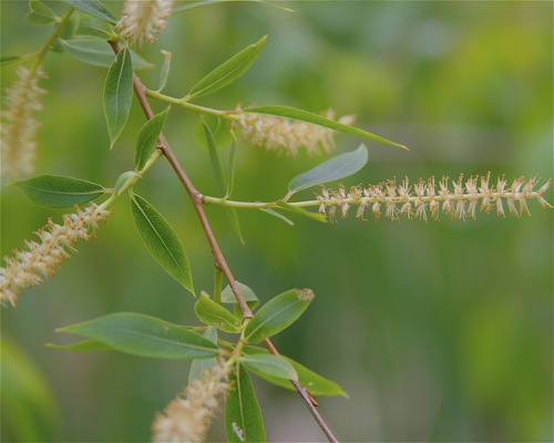 Salix nigra (Black willow) — photo