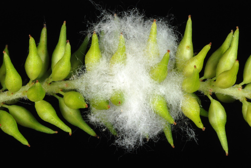 Salix nigra (Black willow) — photo
