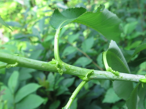 Salix nipponica — photo