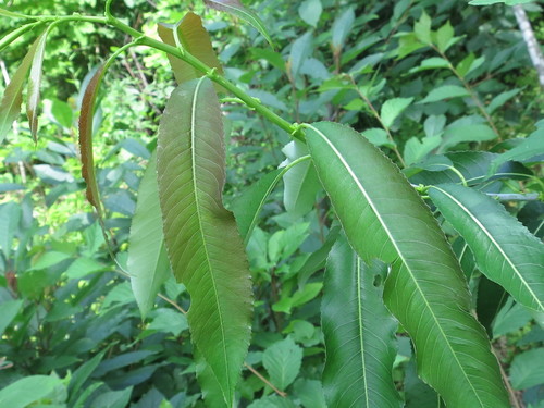 Salix nipponica — photo