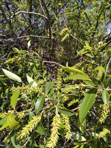 Salix nipponica