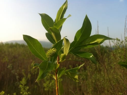 Salix pentandra (Bay willow) — photo