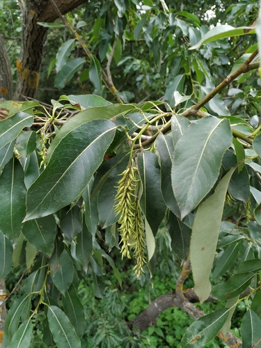 Salix pentandra