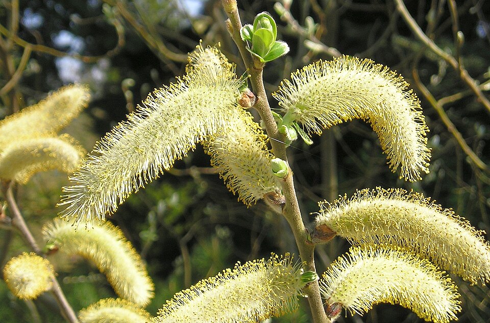 Salix piperi