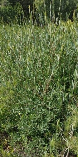 Salix purpurea (Purple osier willow) — photo