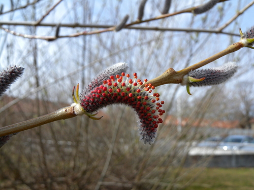 Salix purpurea var. lambertiana