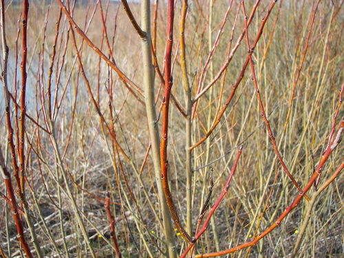 Salix purpurea var. lambertiana — photo