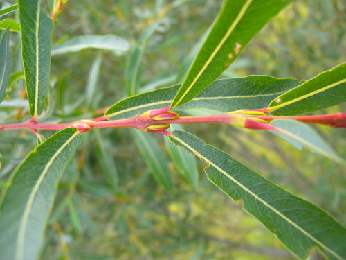 Salix purpurea var. lambertiana — photo