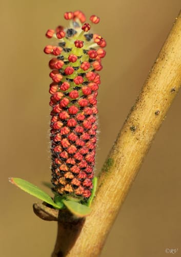 Salix purpurea