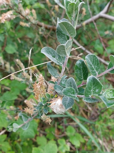 Salix repens (Creeping willow) — photo