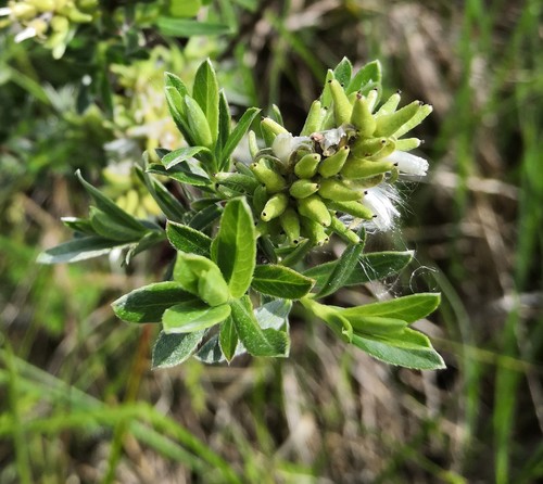 Salix repens (Creeping willow) — photo