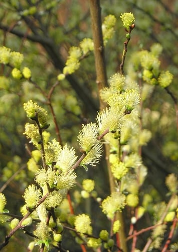 Salix repens