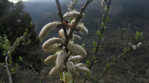 Salix sikkimensis