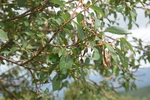 Salix sinica — photo